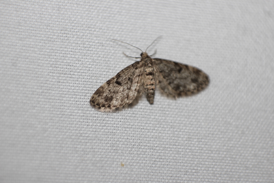 Eupithecia tantillaria - feketegyűrűs törpearaszoló