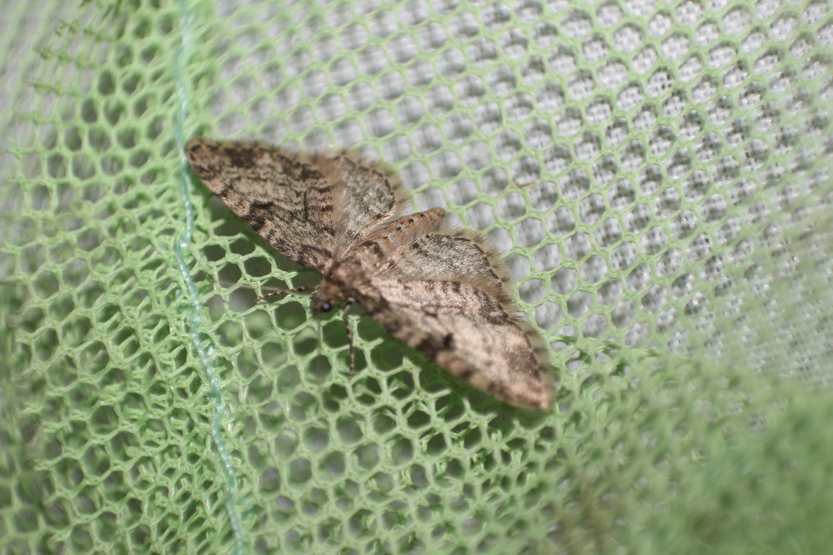 Eupithecia tantillaria - feketegyűrűs törpearaszoló