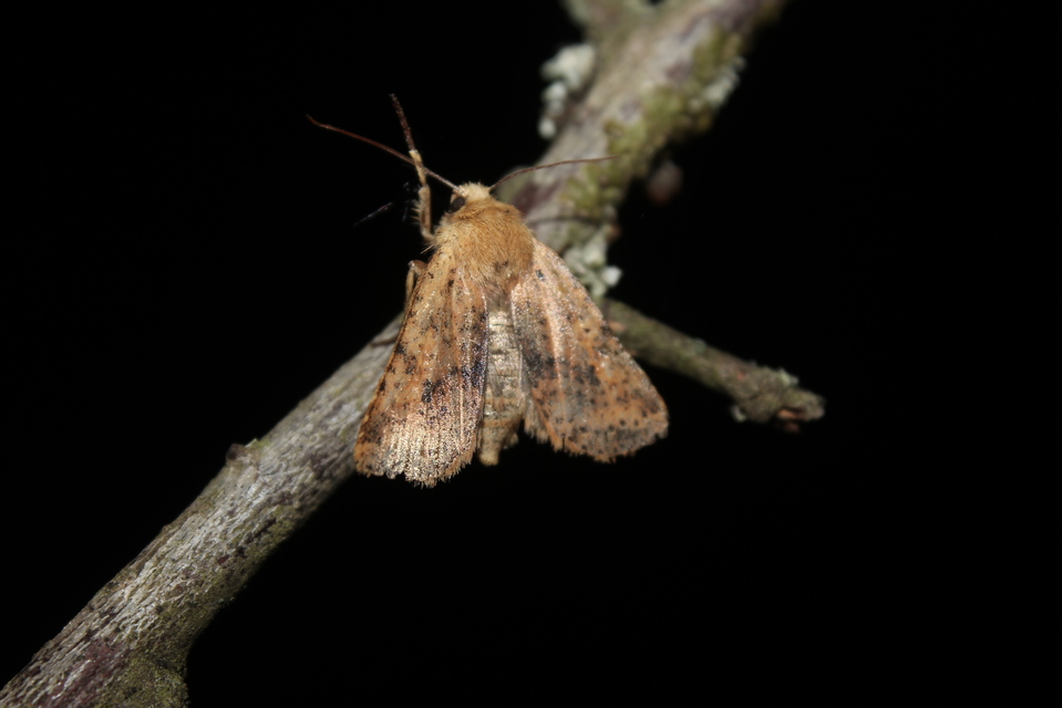 Conistra rubiginea - vörös őszibagoly