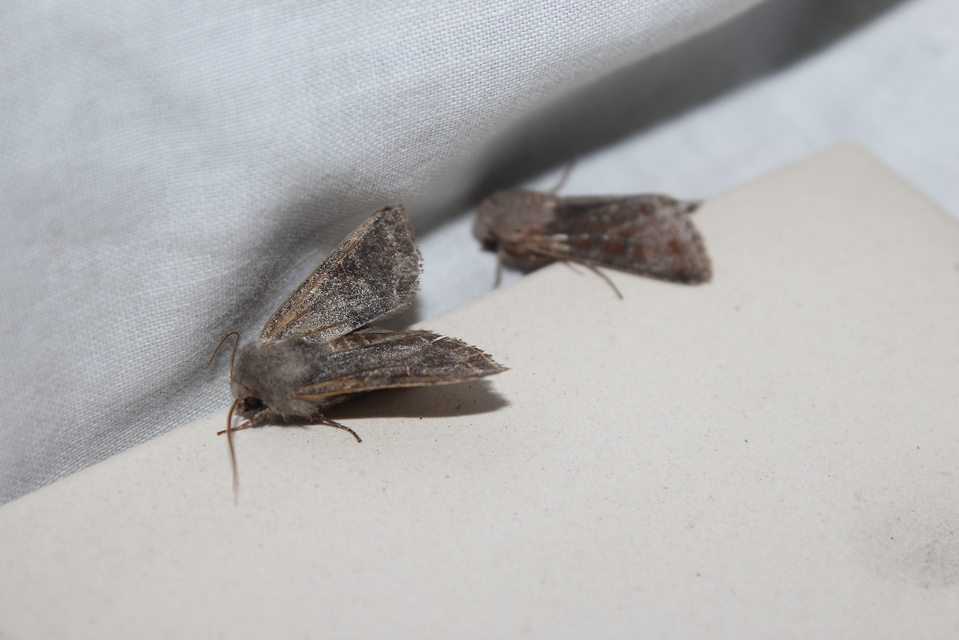Orthosia incerta - változékony barkabagoly