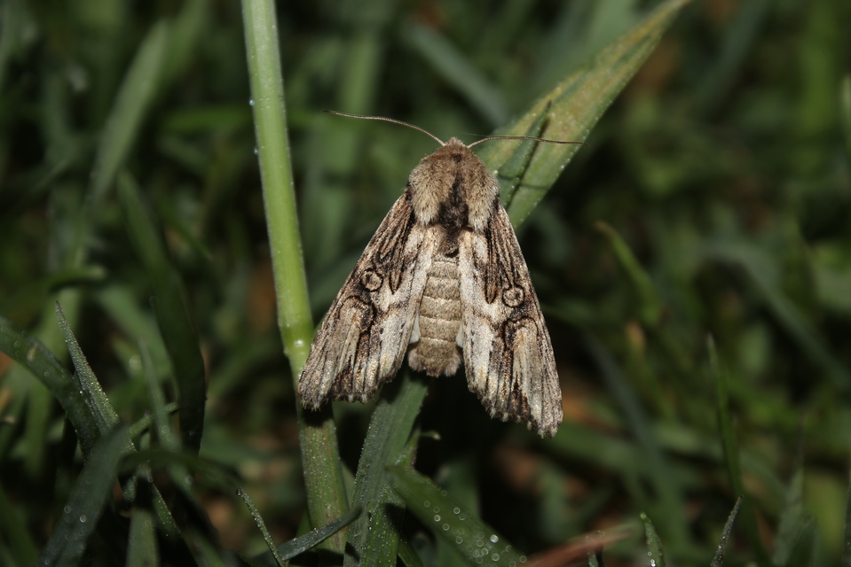 Egira conspicillaris - változékony szürkebagoly