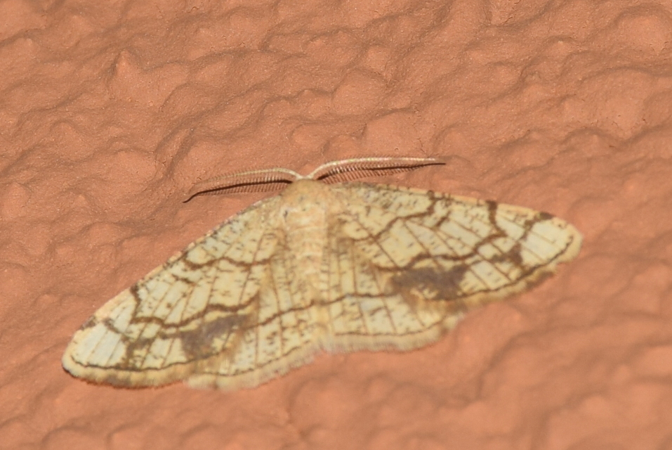 Stegania dilectaria - fehérnyár-araszoló