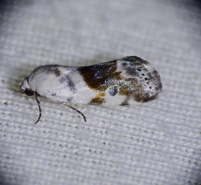Ponometia candefacta - parlagfűbagoly