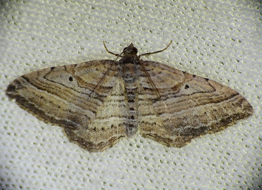 Costaconvexa polygrammata - soksávú araszoló