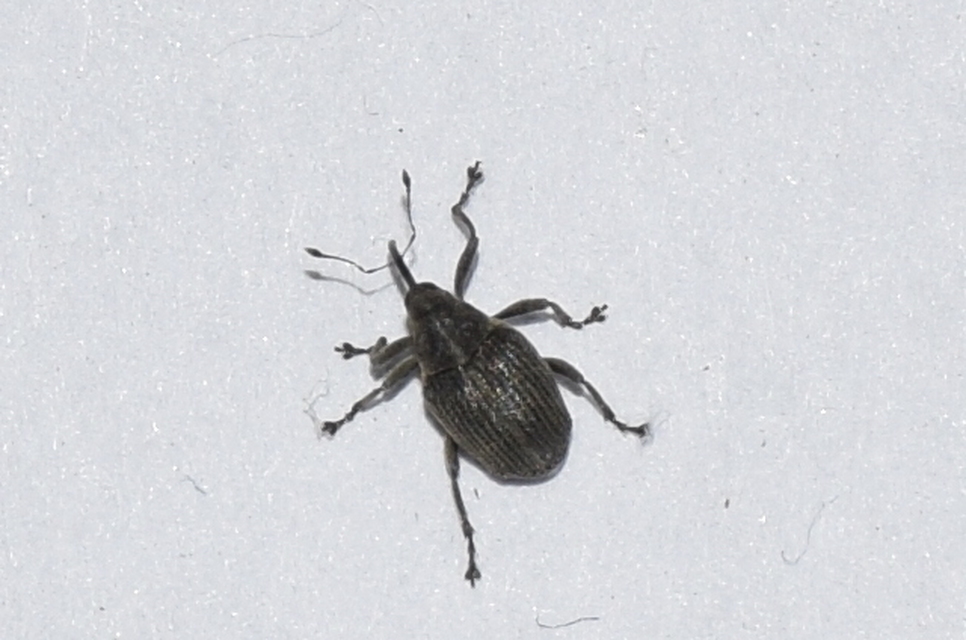 Ceutorhynchus obstrictus - repcebecő-ceutormányos