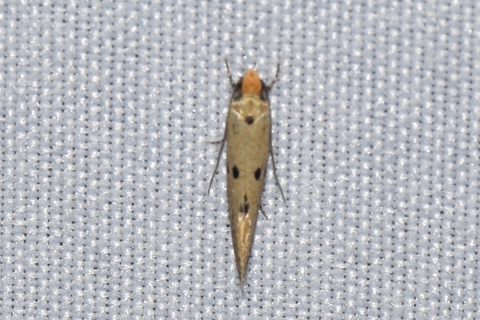 Tinea trinotella - hárompettyes fészekmoly