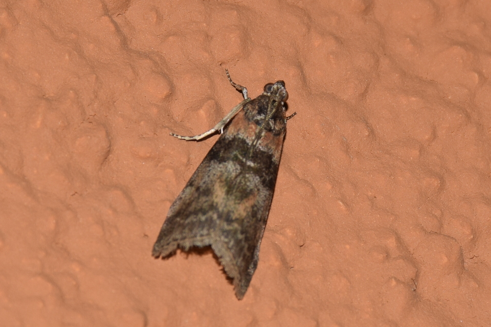 Sciota adelphella - pirosszárnytövű karcsúmoly