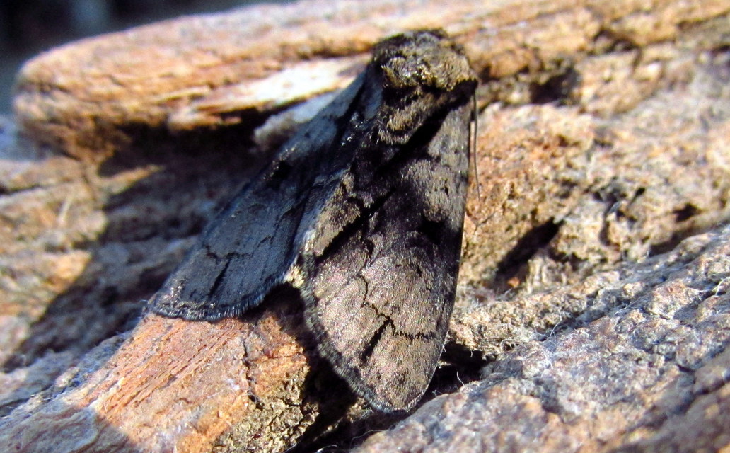 Acronicta alni - éger-szigonyosbagoly