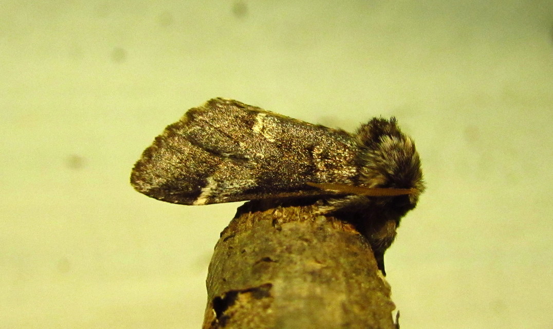 Drymonia dodonea - bélyeges púposszövő