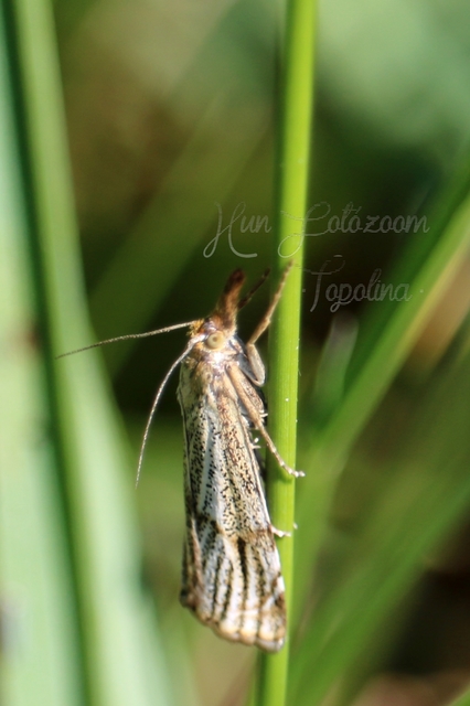 Thisanotia chrysonuchella - tavaszi fűgyökérmoly