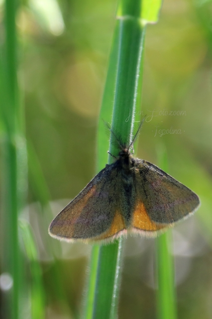 Lythria purpuraria - bíborsávos araszoló