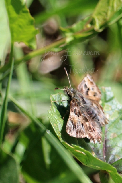 Carcharodus alceae - mályva-busalepke
