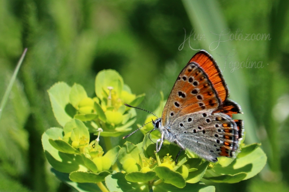 Lycaena thersamon - kis tűzlepke