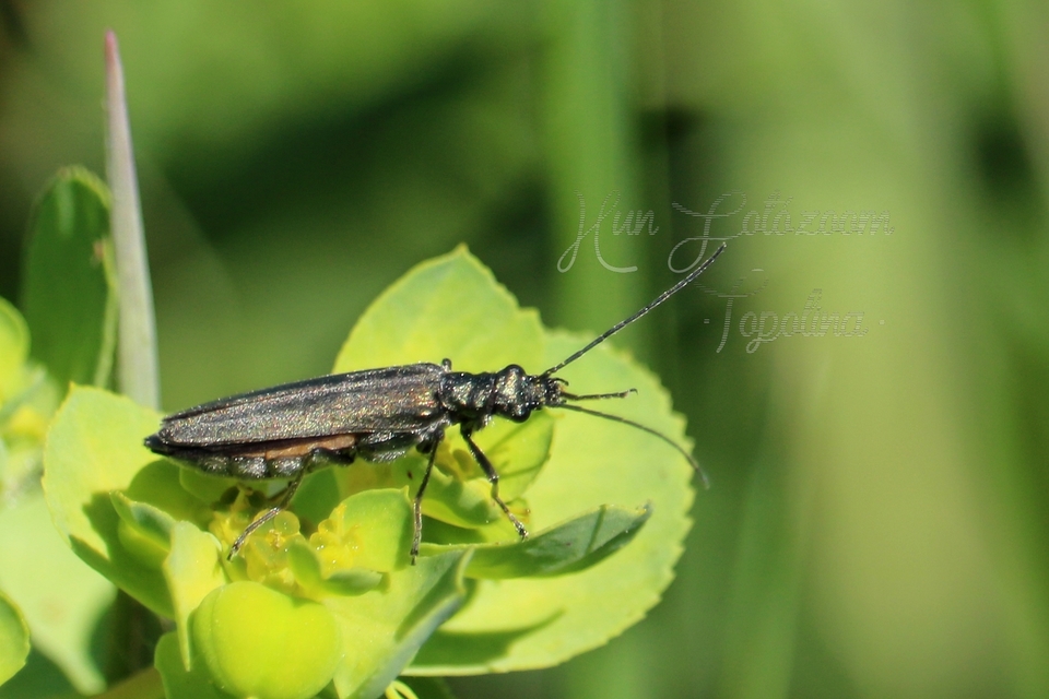 Oedemera