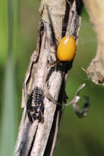Hippodamia tredecimpunctata - mocsári katica