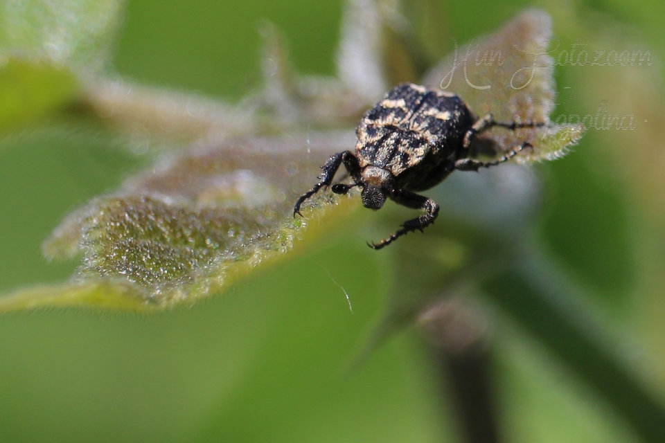 Valgus hemipterus - suta virágbogár