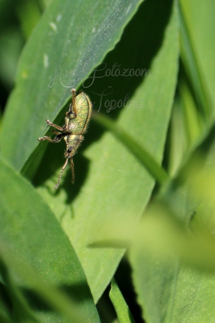 Phyllobius betulinus - változékony levélormányos