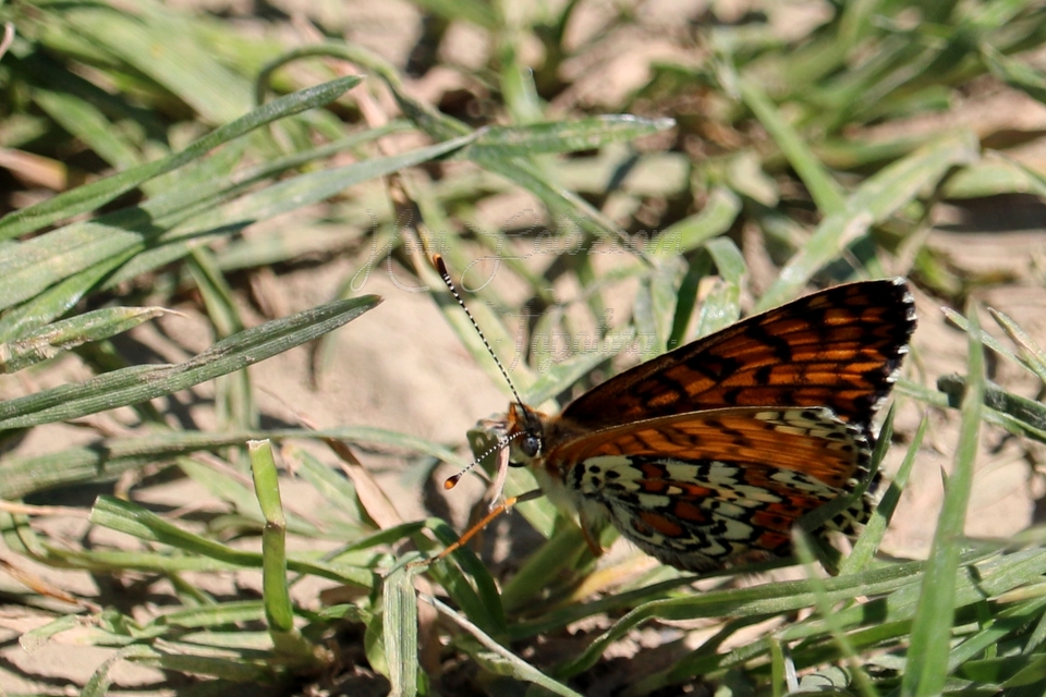 Melitaea cinxia - réti tarkalepke