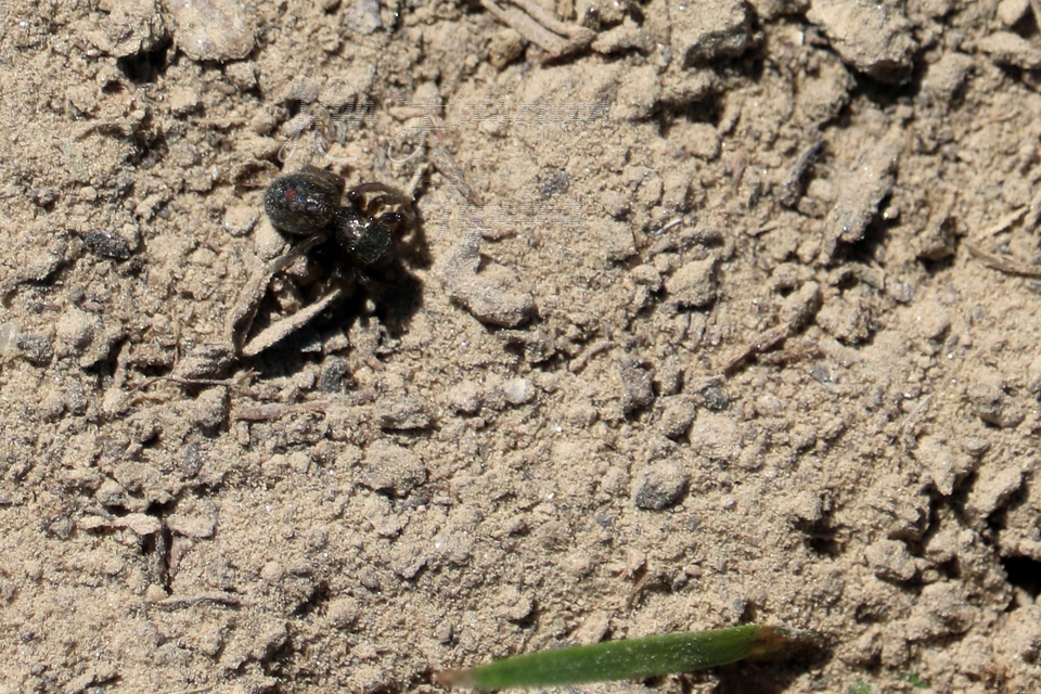 Euophrys frontalis - háromszöges ugrópók