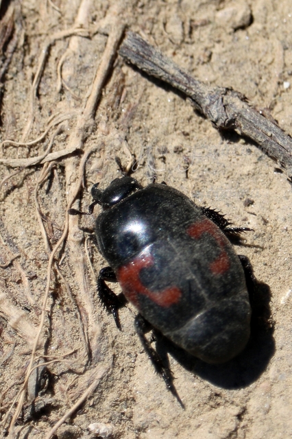 Hister quadrimaculatus - közönséges sutabogár