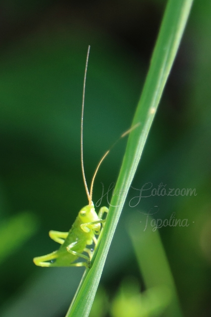 Tettigonia