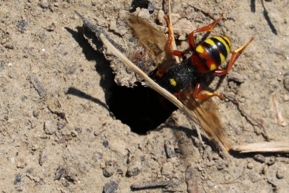 Nomada