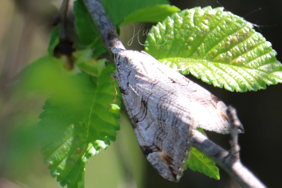 Aplocera efformata/plagiata