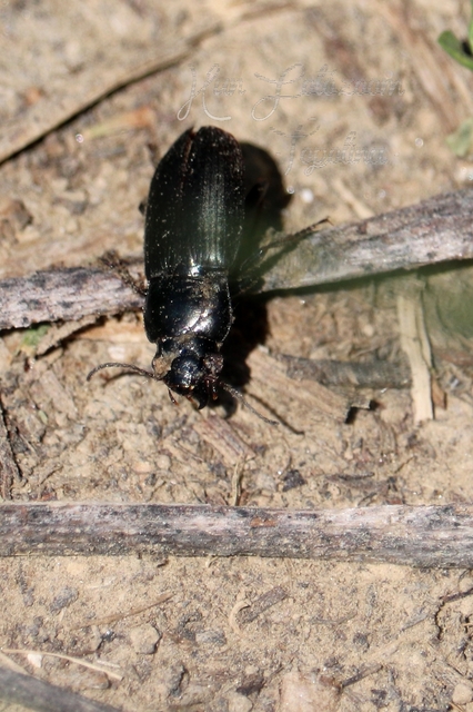 Harpalus distinguendus - mezei lomhafutó
