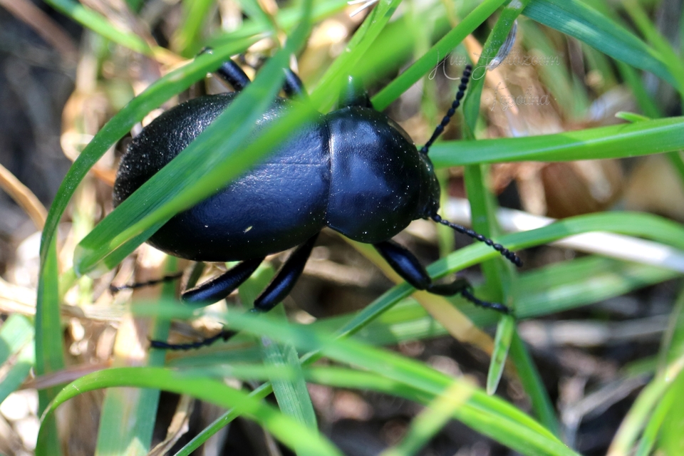 Gnaptor spinimanus - pohos gyászbogár