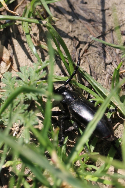 Dorcadion aethiops - fekete gyalogcincér
