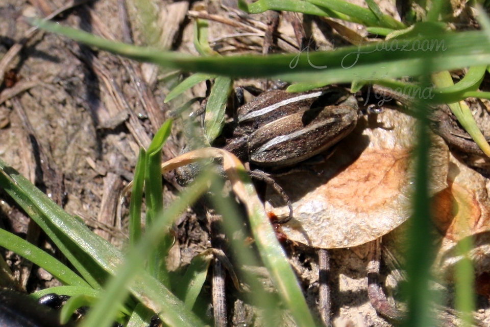 Neodorcadion bilineatum - kétsávos földicincér
