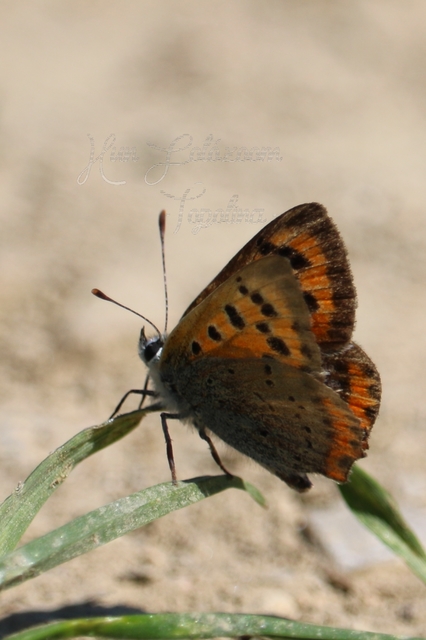 Lycaena phlaeas - közönséges tűzlepke