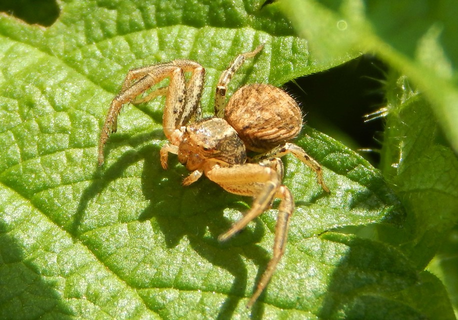 Xysticus