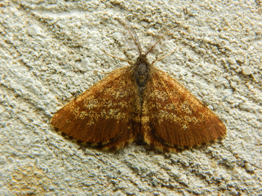 Ematurga atomaria - barna rétiaraszoló