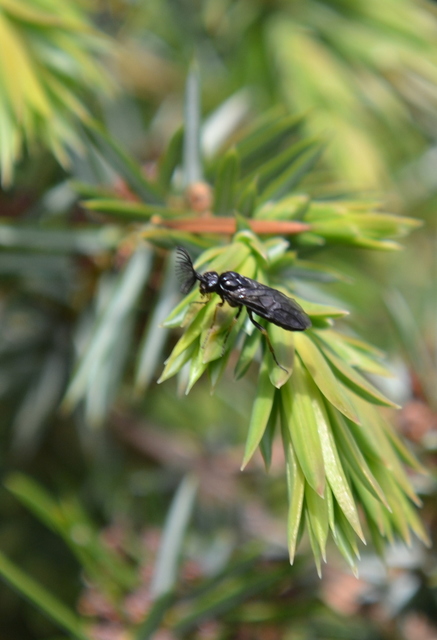 Diprionidae - fésűs fenyődarazsak