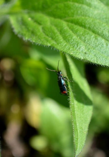 Malachius bipustulatus - kétfoltos bibircsesbogár