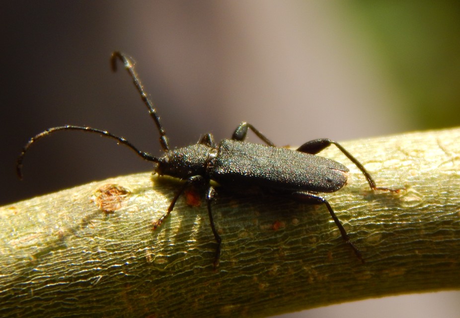 Ropalopus macropus - kis facincér Ropalopus macropus - kis facincér