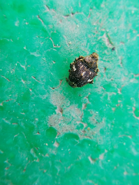 Nedyus quadrimaculatus - közönséges csalánormányos