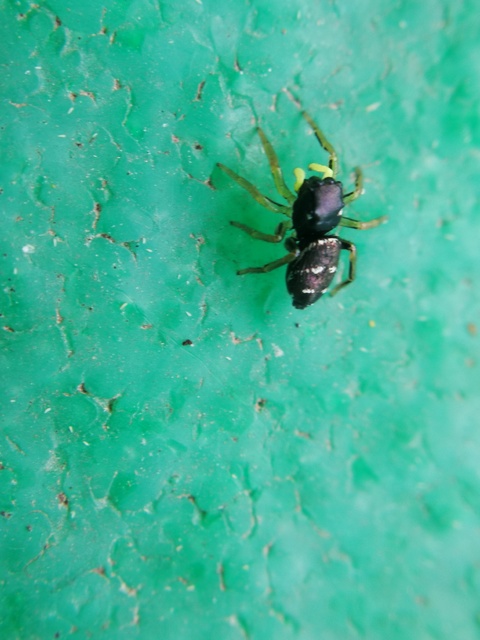 Heliophanus