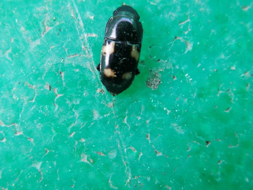Glischrochilus quadrisignatus - amerikai fénybogár Glischrochilus quadrisignatus - amerikai fénybogár