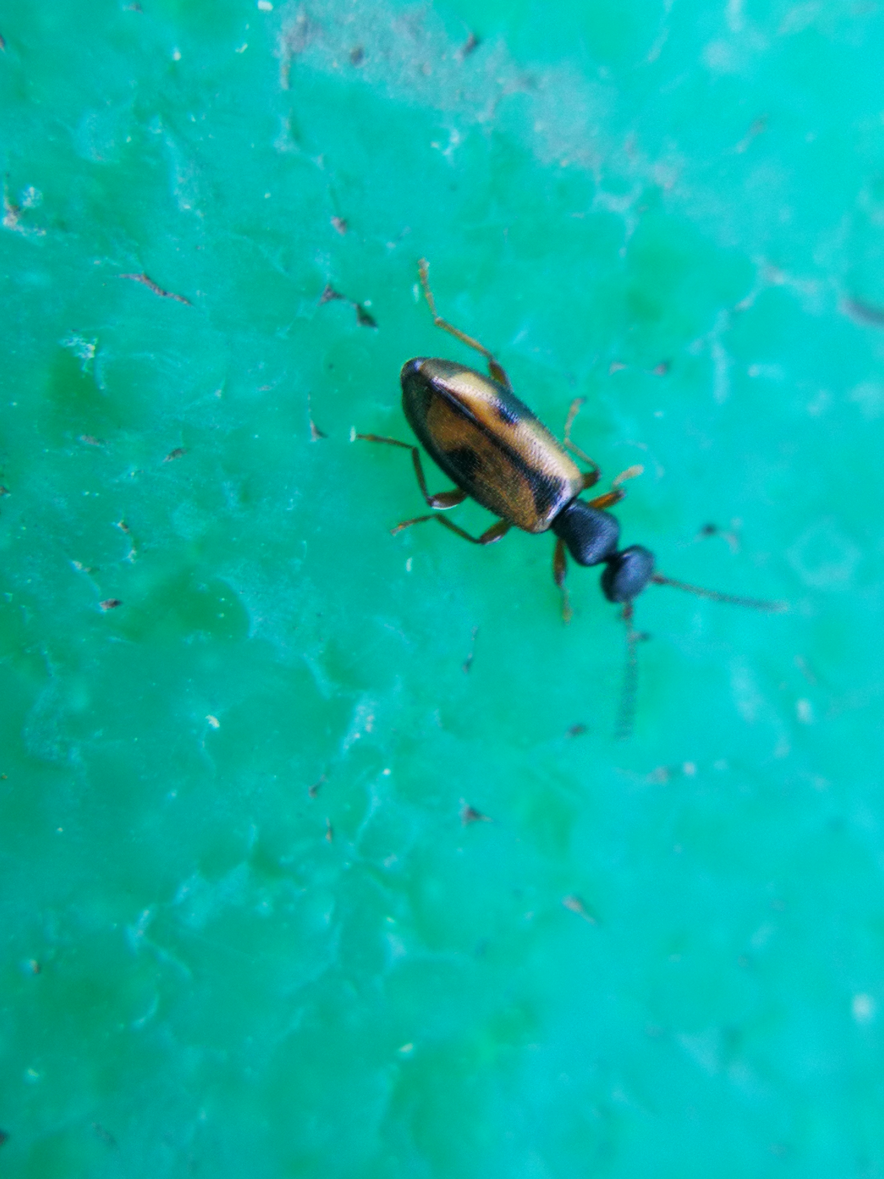 Cordicomus gracilis