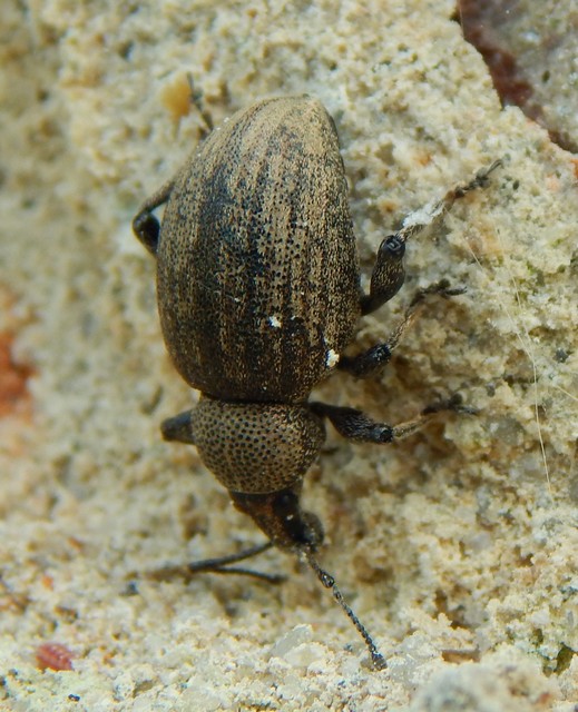 Otiorhynchus ligustici - vincellér-gyalogormányos