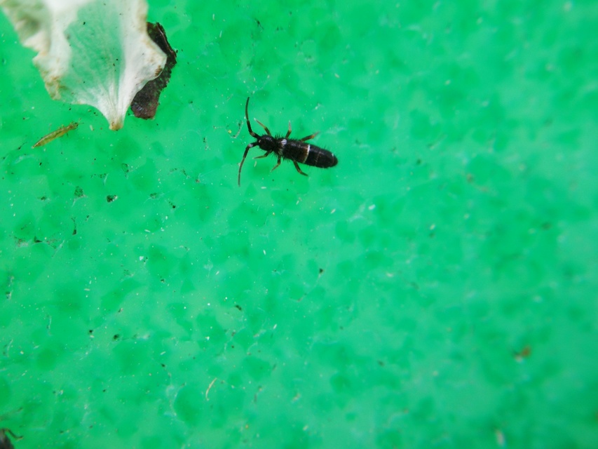 Orchesella cincta
