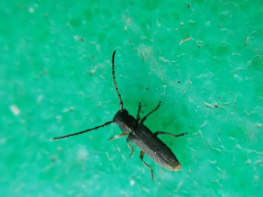 Phytoecia pustulata - parányi fűcincér