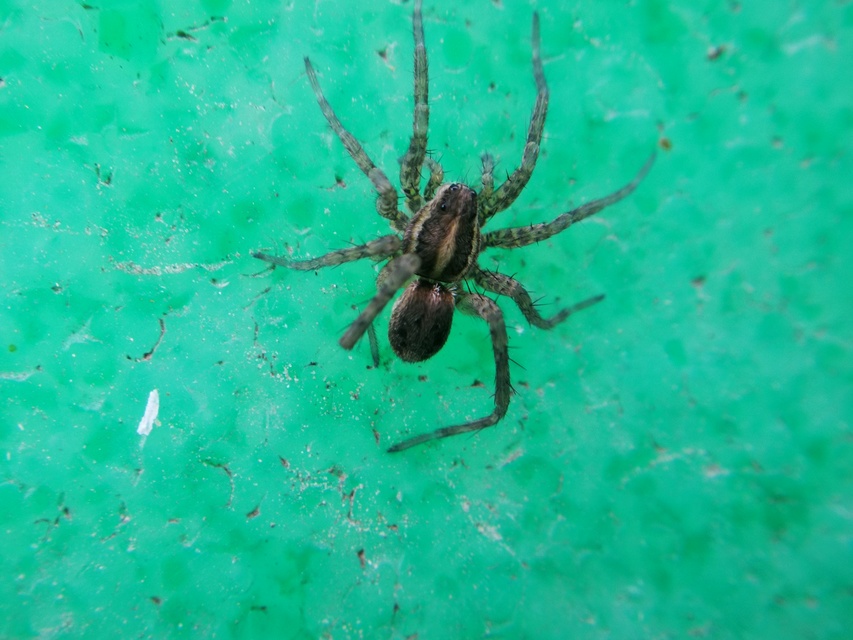 Pardosa