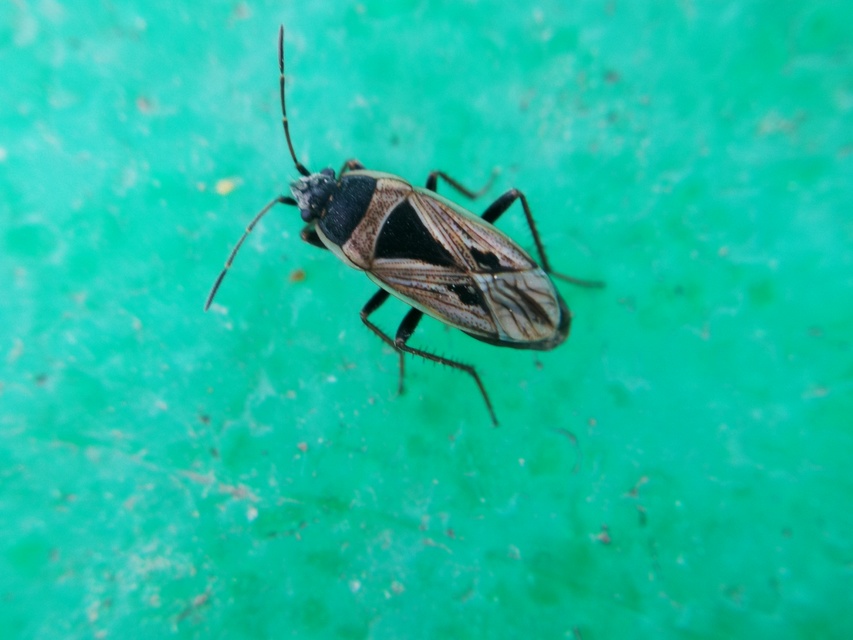 Xanthochilus quadratus - szegélyes díszesbodobács