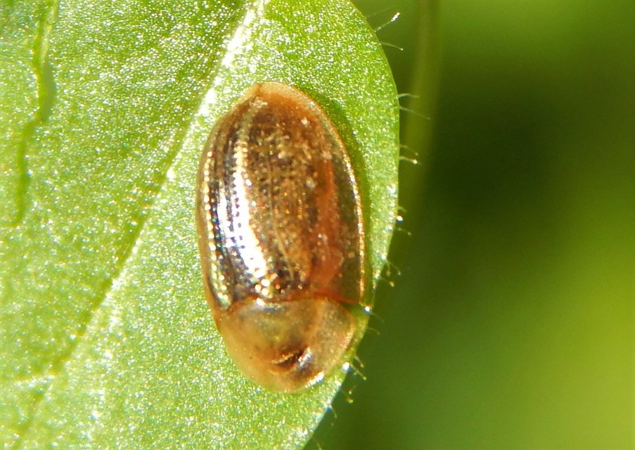Cassida nobilis - díszes pajzsbogár Cassida nobilis - díszes pajzsbogár