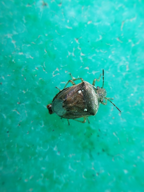 Eysarcoris aeneus - fémes feketefejű-poloska Eysarcoris aeneus - fémes feketefejű-poloska