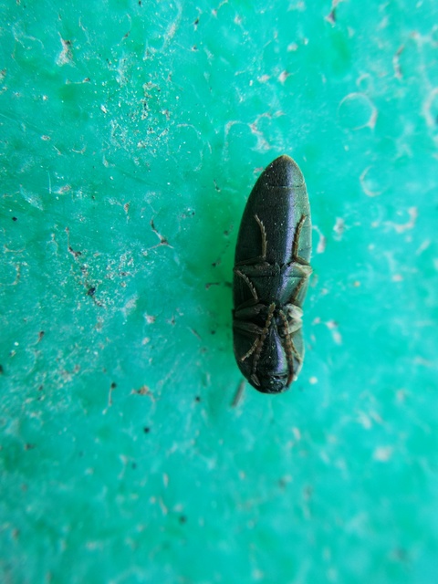 Agriotes