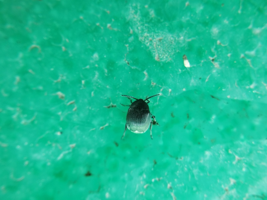 Spermophagus